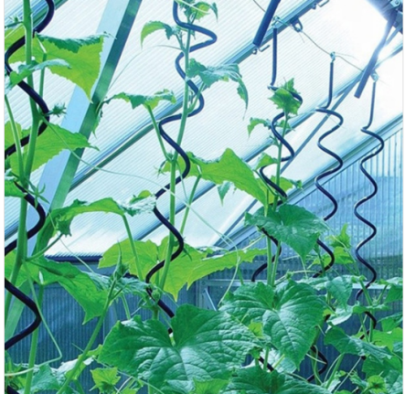 Training Tomatoes on Spiral Tomato Stakes Training Tomatoes on Spiral Tomato Stakes