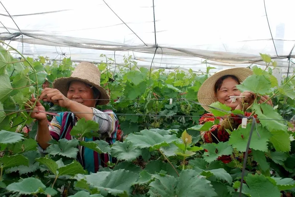 Garden Wire Garden Wire