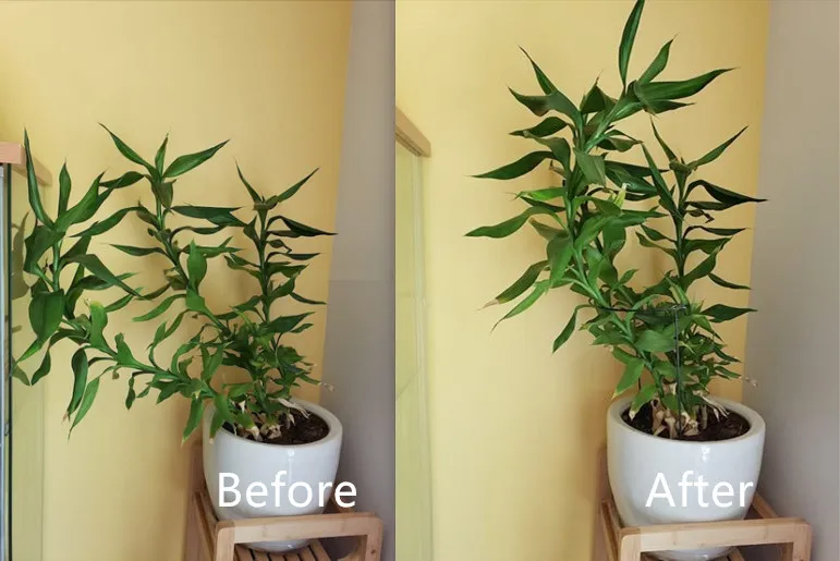 Plant Support Ring Plant Support Ring