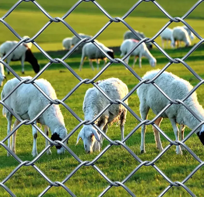 wire mesh fence